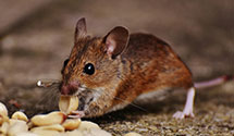 24 Hour & Emergency Exterminators in Medina, OH